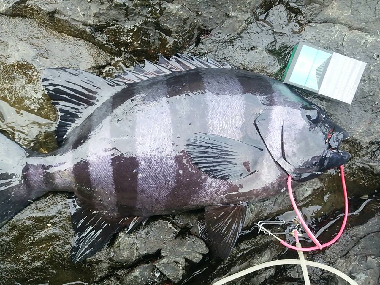 【つっちークラブ】土山弟名人　御五神　50ｃｍ