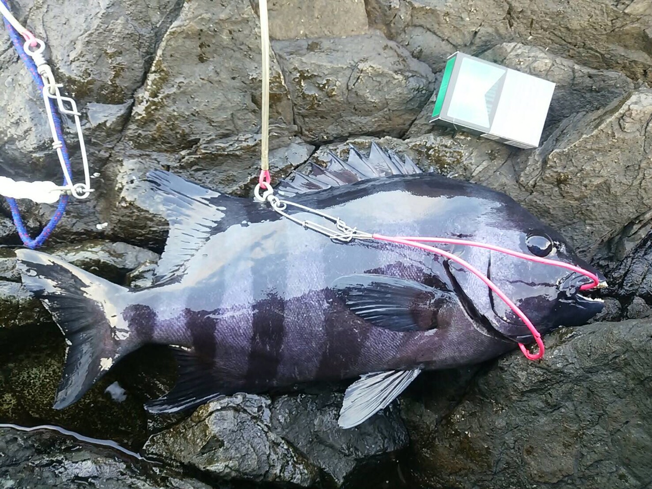 【つっちークラブ】土山弟名人　御五神　実寸51ｃｍ