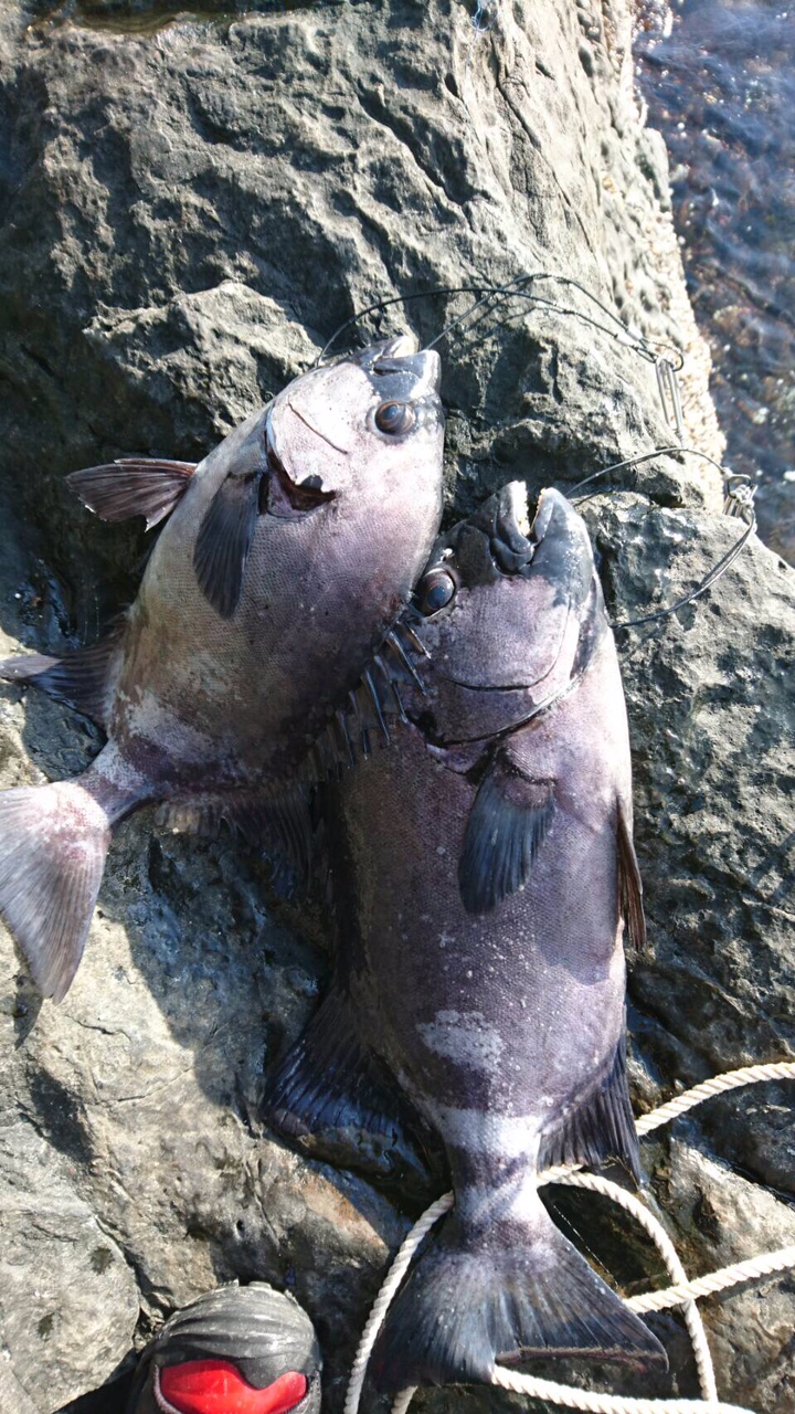 【つっちークラブ】橋本名人　中泊　実寸５０ｃｍ、４２ｃｍ