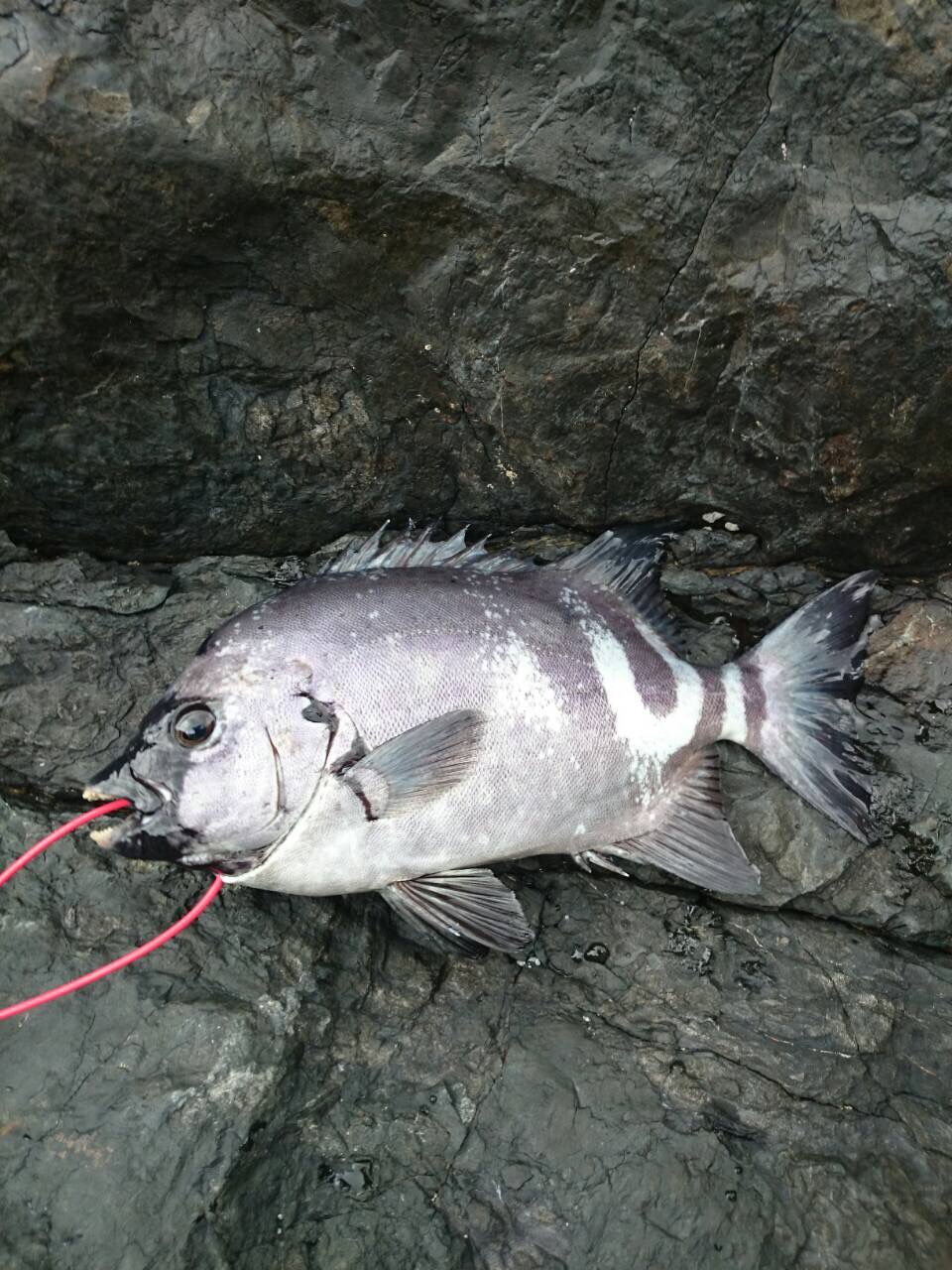 【つっちークラブ】三好名人　武者泊　実寸４３ｃｍ