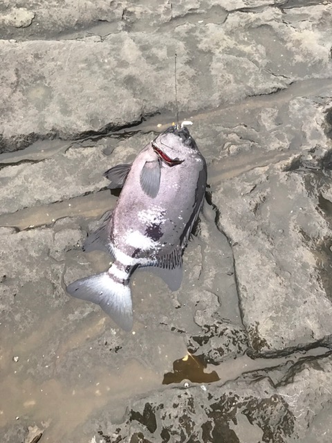 【つっちークラブ】千田名人　沖ノ島　実寸４３㎝