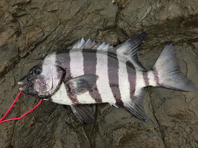 【つっちークラブ】土山兄名人　御五神　石鯛実寸５３ｃｍ