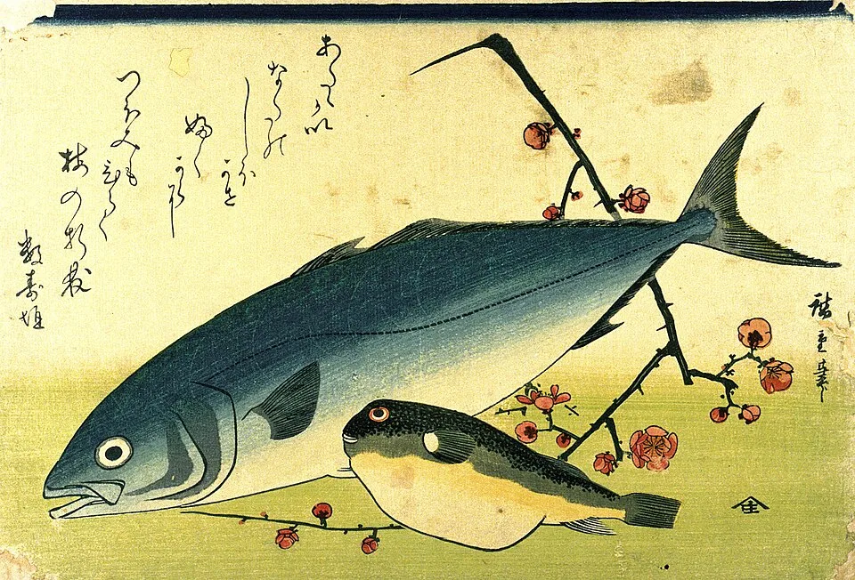 ルアーで狙われる回遊魚のブリ