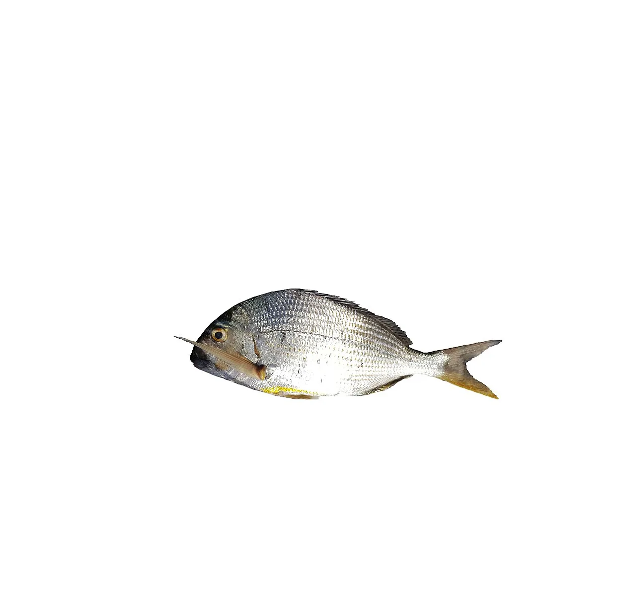 ヘダイの姿と識別の参考画像
