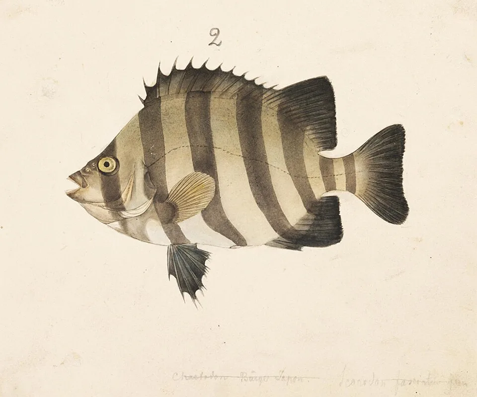 イシダイの魚種写真