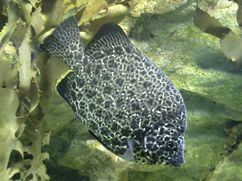 イシガキダイの魚種写真