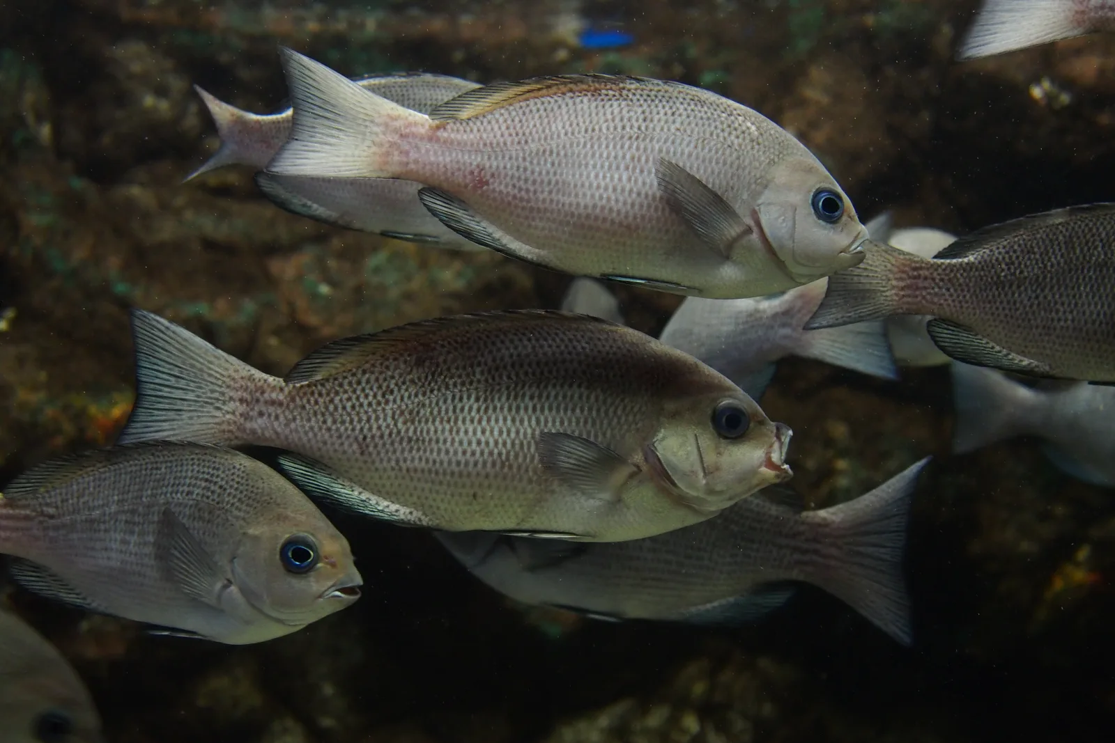 ウキ釣りで狙われるクチブトグレ