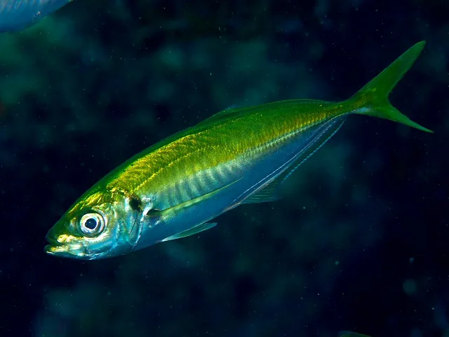 サビキ釣りの代表的な対象魚であるマアジ