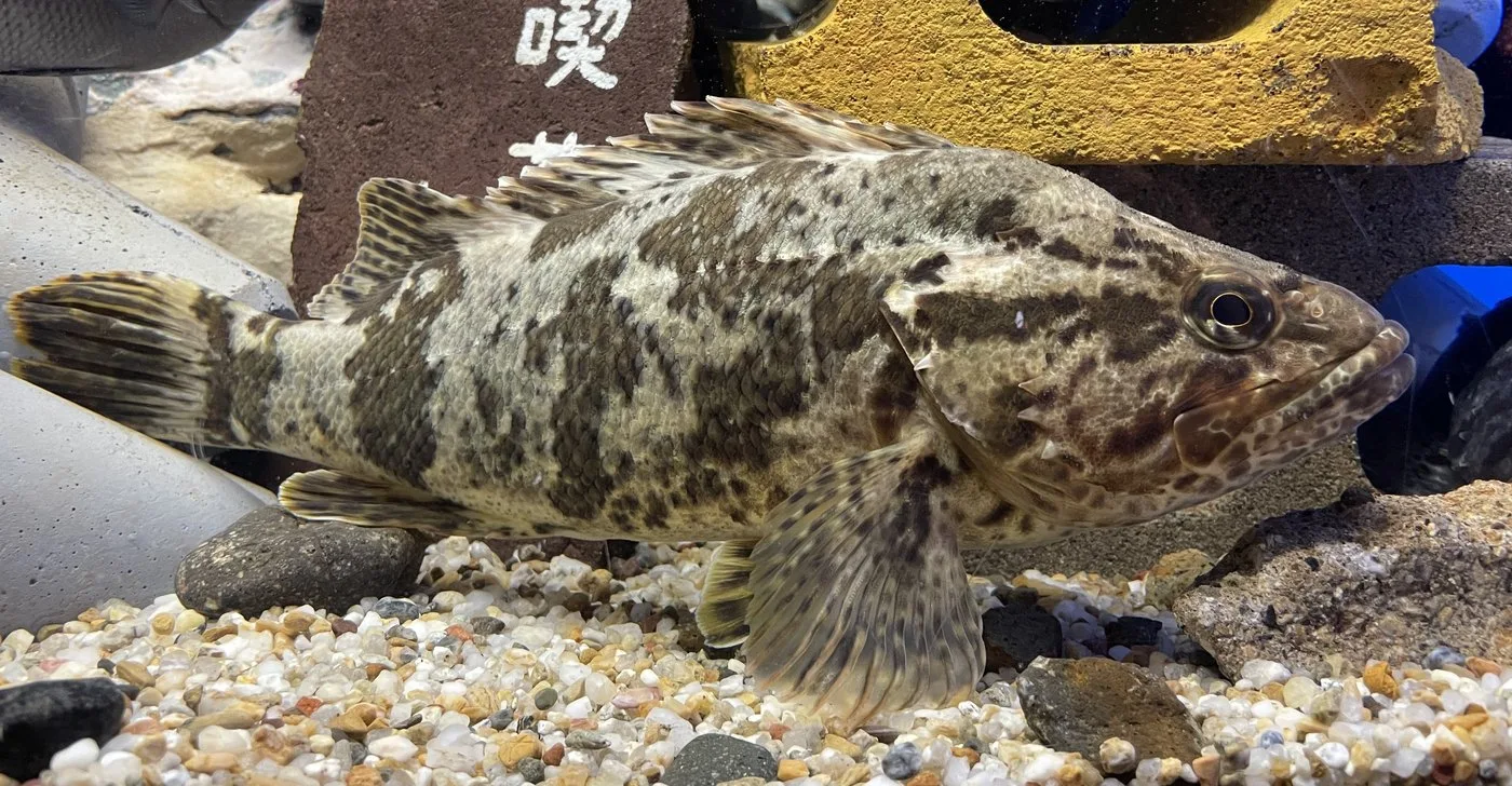 タケノコメバルの姿と識別の参考画像